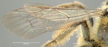 Media type: image;   Entomology 609592 Aspect: front wing